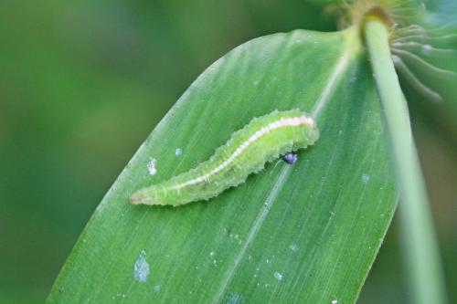Epistrophe sp.